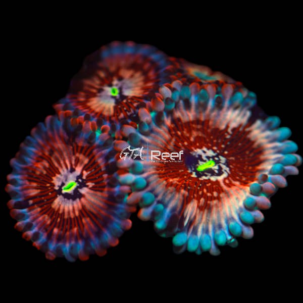 Seduction Zoanthids frag with bright red skirts and orange centers