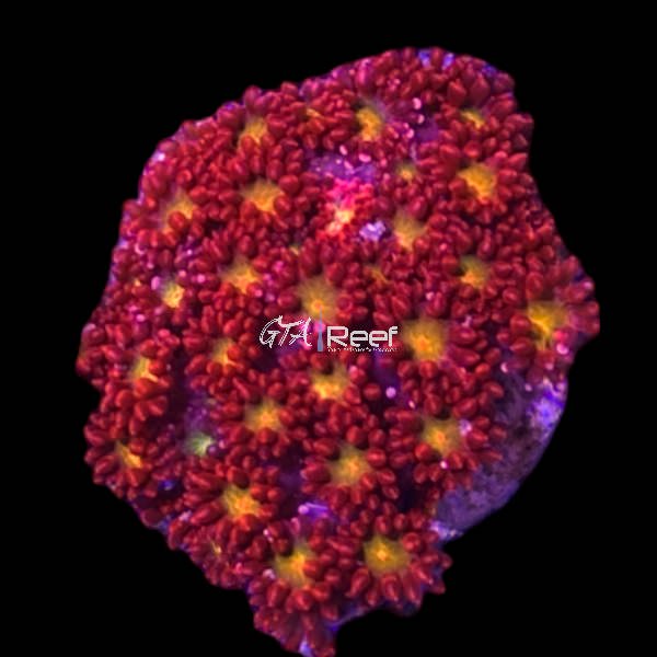 Premium Goniopora frag – Short Polyp Red Goni coral for sale in Canada