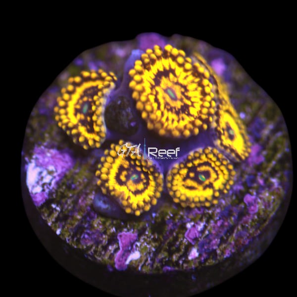 Spellbinder Zoanthids