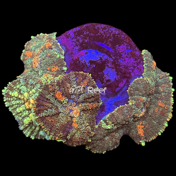 Starfire Rhodactis 4 - WYSIWYG