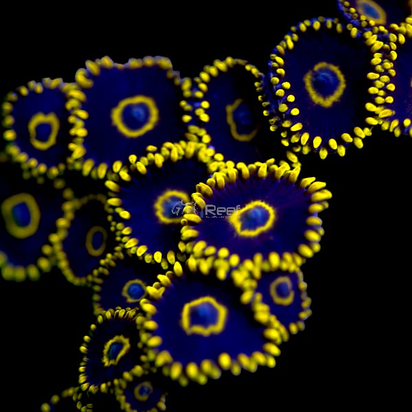 Sunburst Hornet Zoas