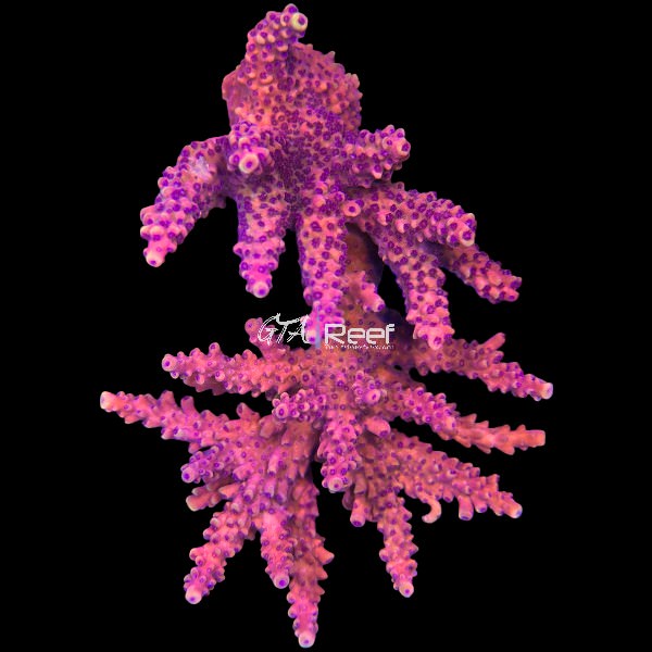 Premium Acropora frag – Tierra Del Fuego SPS coral for sale in Canada
