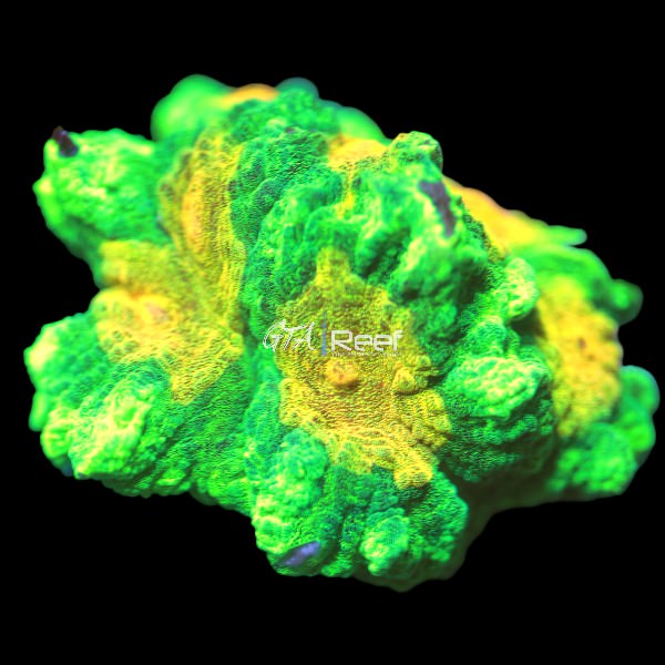 Tyree Space Invader Pectinia Large - WYSIWYG