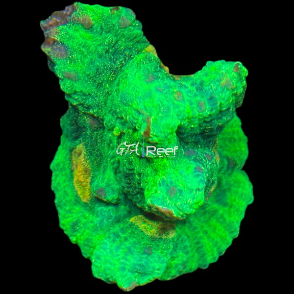 Tyree Space Invader Pectinia coral frag