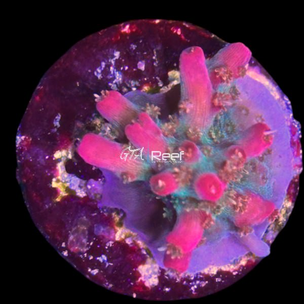 Vivids Confetti B - WYSIWYG