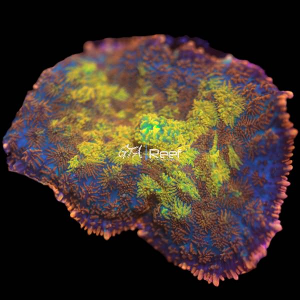 Volcano Eruption Rhodactis B - WYSIWYG