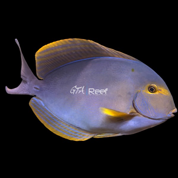 Side profile of Yellowfin Tang showing bright yellow fins