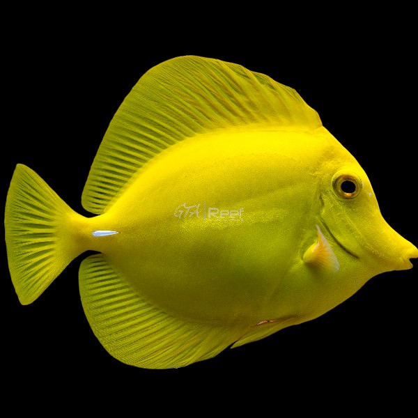 Captive Bred Yellow Tang for Sale | Reef Safe Surgeonfish | GTA