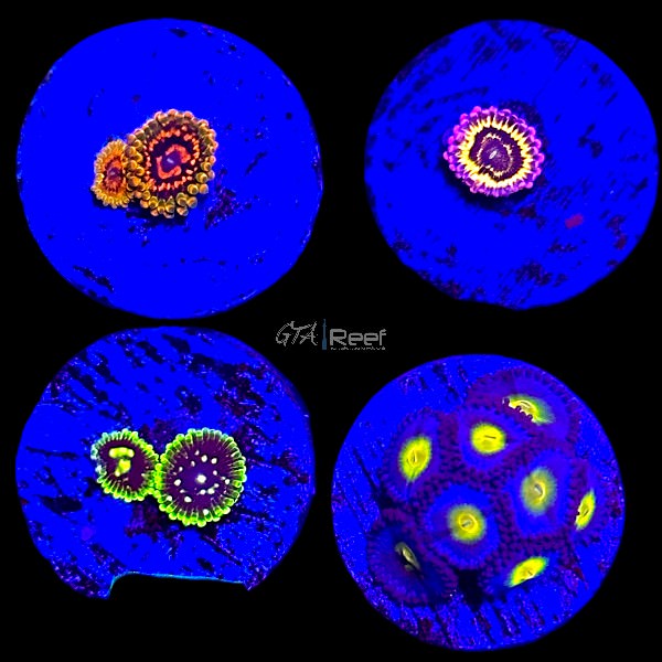 Designer Zoanthids Pack 14