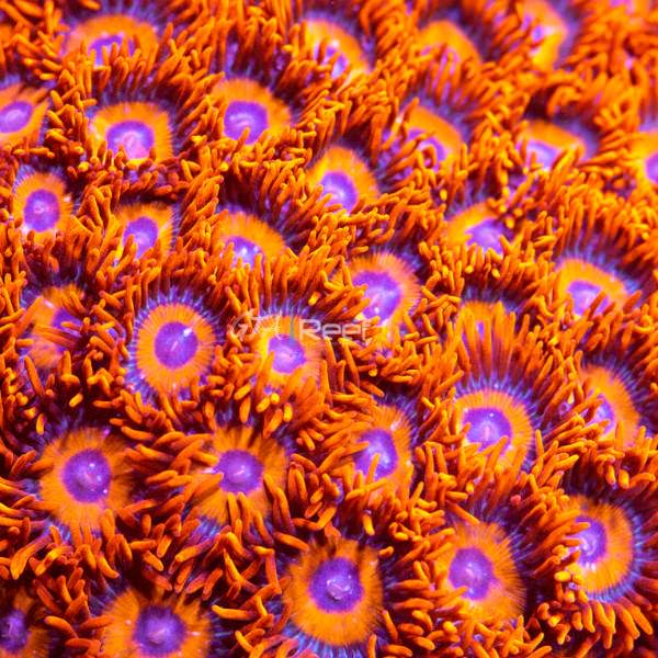 Agent Orange Zoas coral frag with vibrant orange center and purple skirts in reef tank