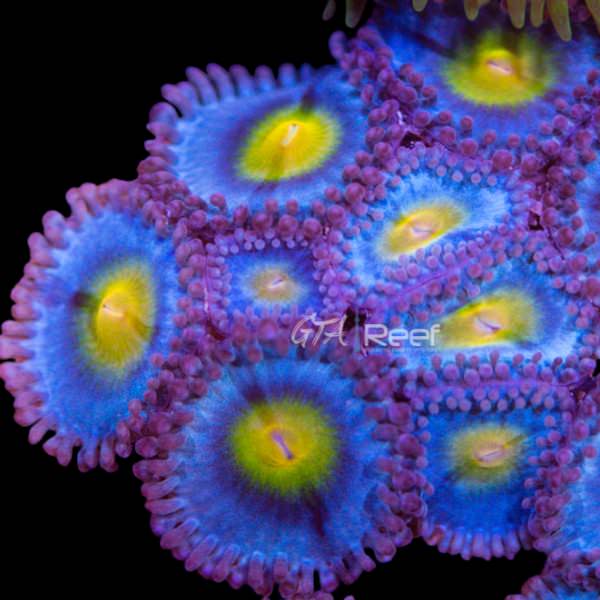 WWC AOI Zoanthids coral with blue centers