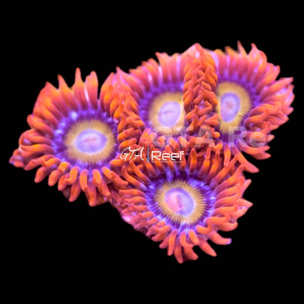 Blue Eyed Blondie Zoanthids