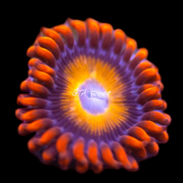 Blue Eyed Blondie coral frag with creamy blond tentacles and bright blue eyes