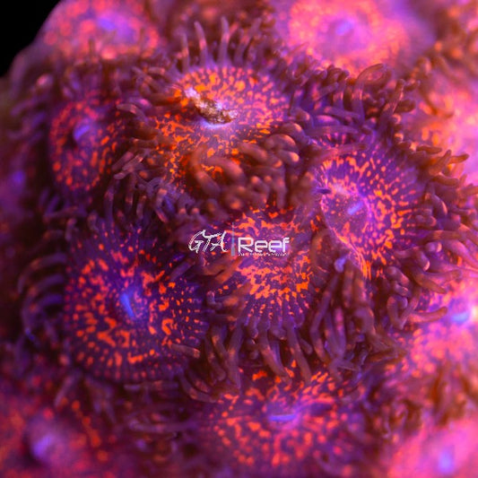 Close-up of Campfire Zoanthids coral frag with vibrant red, orange, and yellow polyps glowing under actinic lighting
