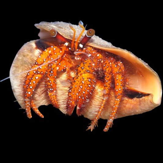 Dardanus megistos white-spotted hermit crab in marine tank