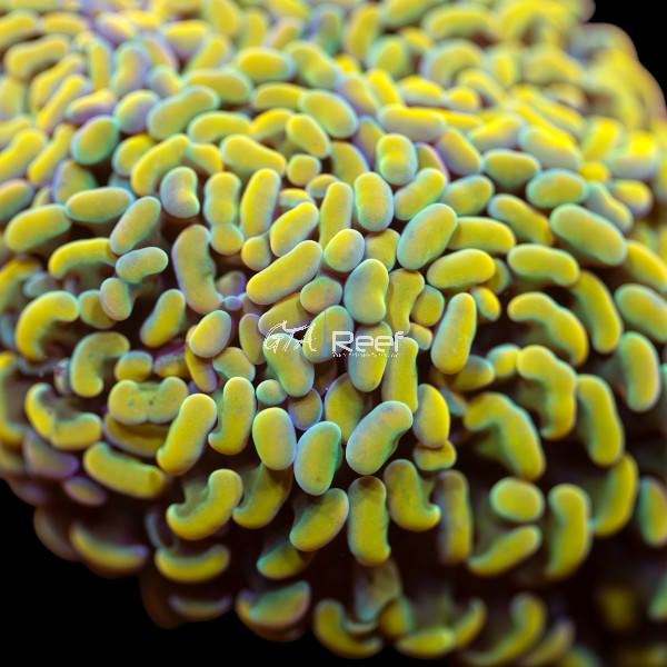 Close-up of Euphyllia ancora polyps swaying in reef tank