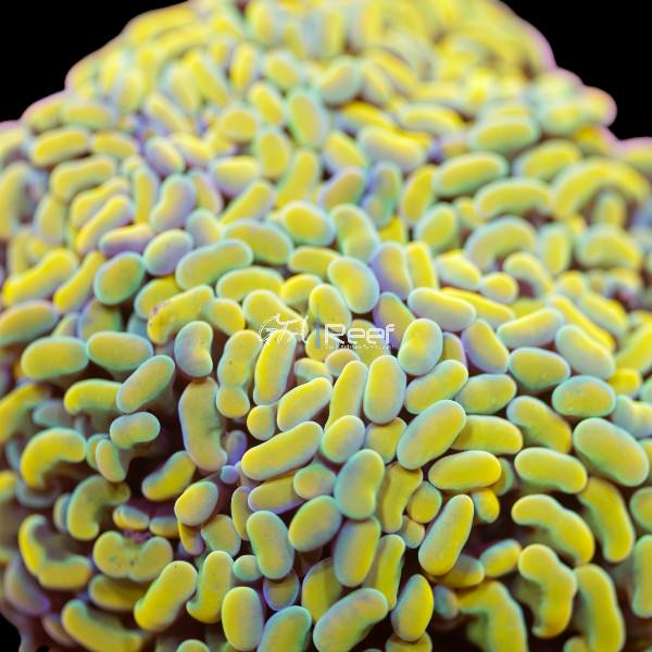 Close-up of Euphyllia ancora polyps swaying in reef tank