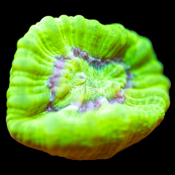 Euphyllia glabrescens coral in reef aquarium under moderate lighting