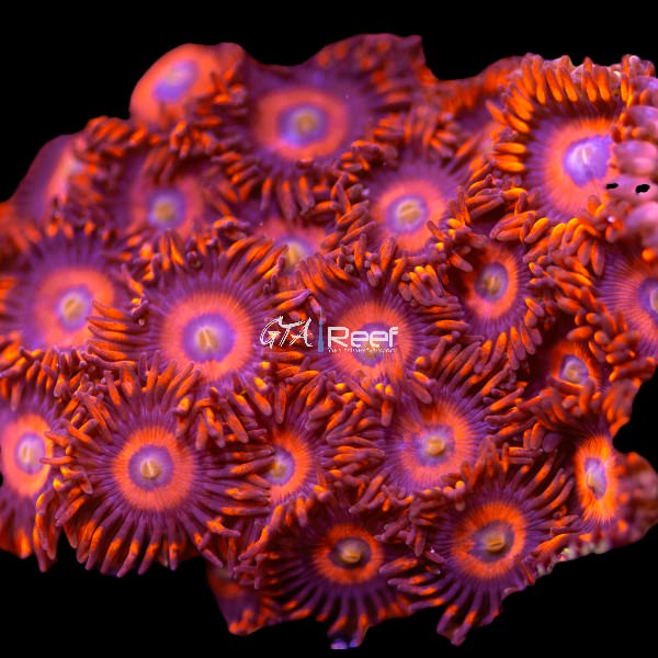 Firecrackers Zoanthids coral frag with bright red centers and yellow mouths under reef lighting