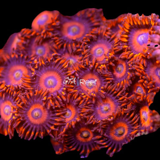 Firecrackers Zoanthids coral frag with bright red centers and yellow mouths under reef lighting