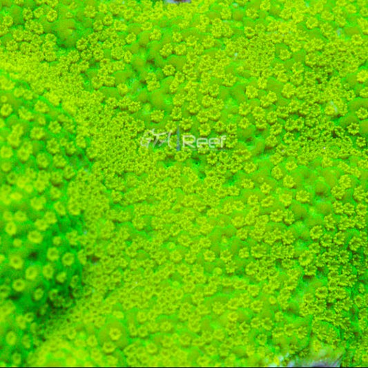 GR Highlighter Montipora