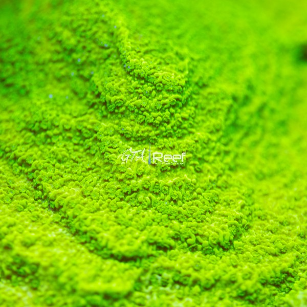 GR Toxic Green Montipora coral with bright neon green colouration encrusting on live rock in reef