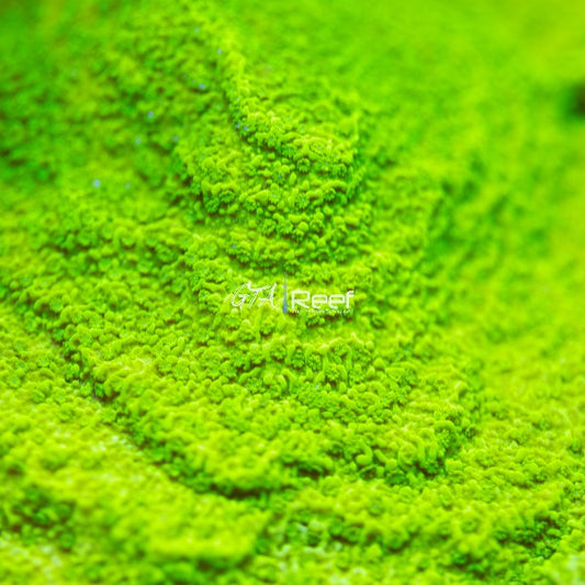 GR Toxic Green Montipora coral with bright neon green colouration encrusting on live rock in reef