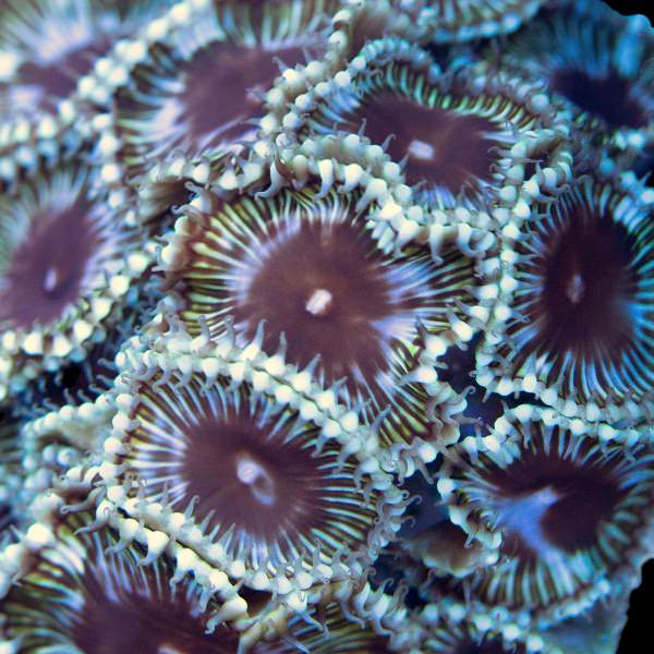 Grandis Blue Rims Paly coral with blue-edged polyps – GTA Reef Canada