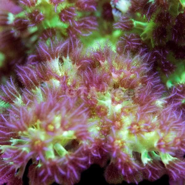 Green Fury Kenya Tree Coral frag with neon green polyps – soft coral for reef tanks from GTA Reef Toronto