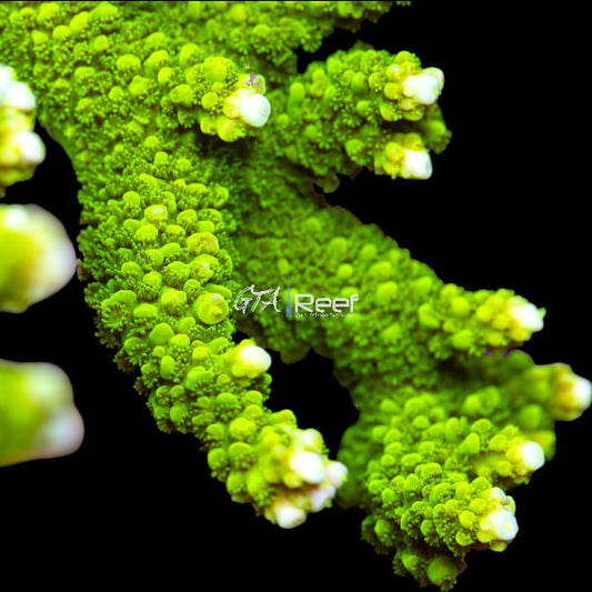 Green Slimmer Acropora coral frag with slender branches and vibrant green colour under reef tank LED lighting.