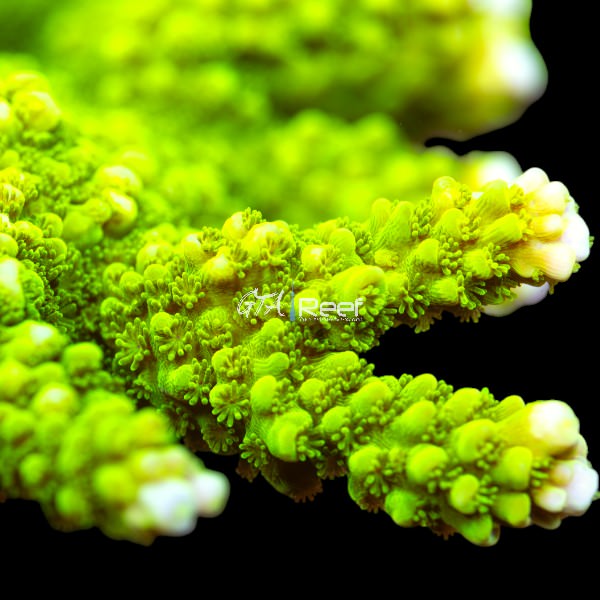 Green Slimmer Acropora coral frag with slender branches and vibrant green colour under reef tank LED lighting