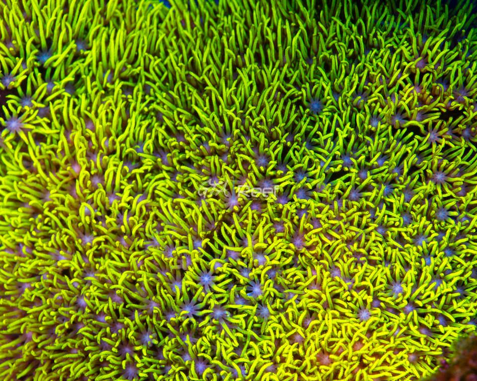 Green Star Polyps (GSP) coral with neon green polyps – GTA Reef Canada