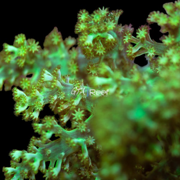 Japanese Lemnalia Coral with feathery green polyps in reef aquarium