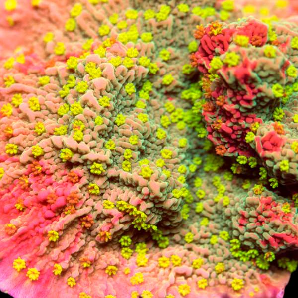 JF Grafted Sun Montipora coral frag – GTA Reef Canada