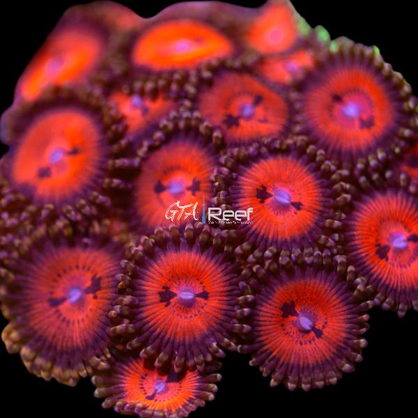JF Pulpy Orange Zoanthids with vibrant orange polyps and contrasting centers under reef lighting