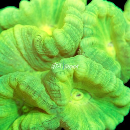 Kryptonite Candy Cane coral with vibrant green and white tentacles
