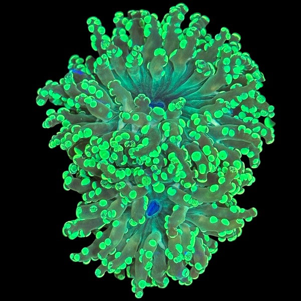 Neon Green Octospawn coral with multi-tipped flowing tentacles