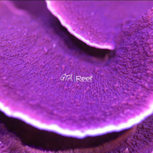 ORA Purple Montipora Capricornis with vivid plating growth and rich purple color at GTA Reef