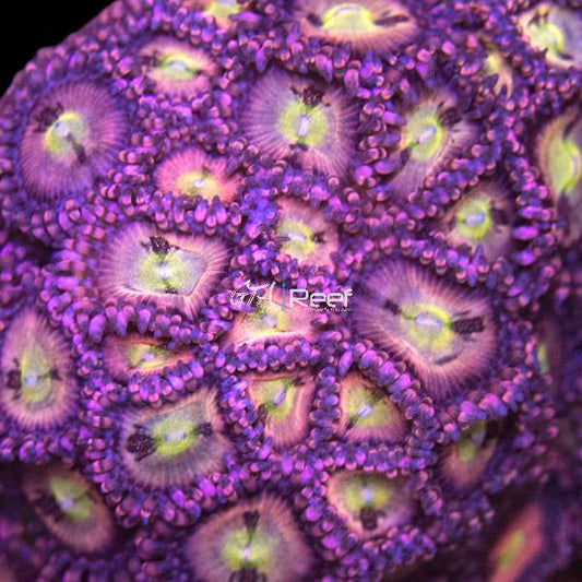Pineapple Express Palythoa coral frag with red, green, and yellow polyps – available at GTA Reef Toronto
