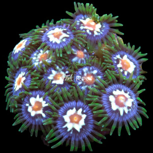 Pinwheel Zoanthids coral frag with blue faces and green rings – designer zoa at GTA Reef Toronto