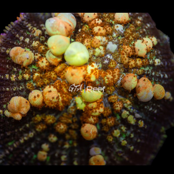 Powerball Bounce Mushroom