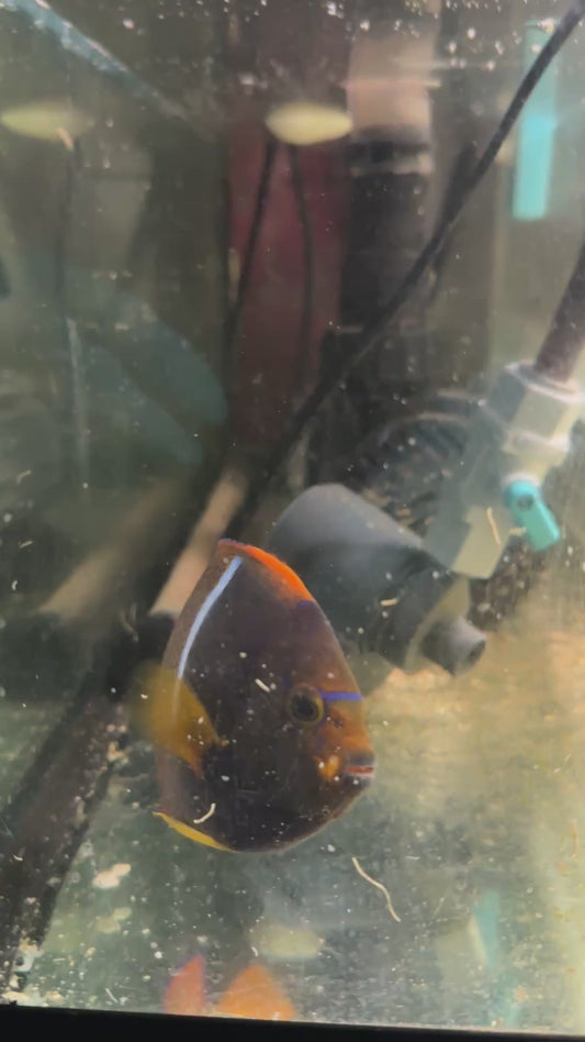 King Angelfish (Large) – Healthy and Tank-Conditioned
