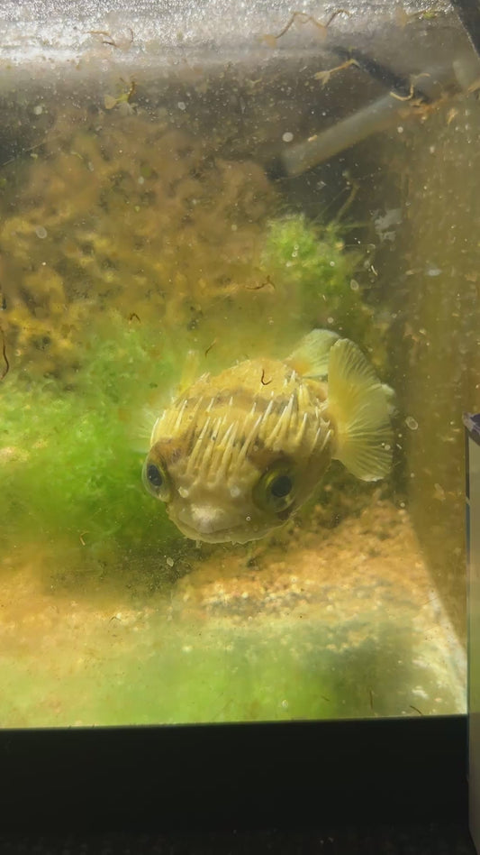 Porcupine Puffer (Large) – Healthy and Tank-Conditioned