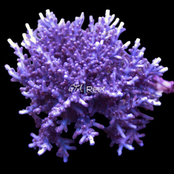 Purple Dragon Acropora SPS coral frag with deep purple branches – high-end coral from GTA Reef Toronto