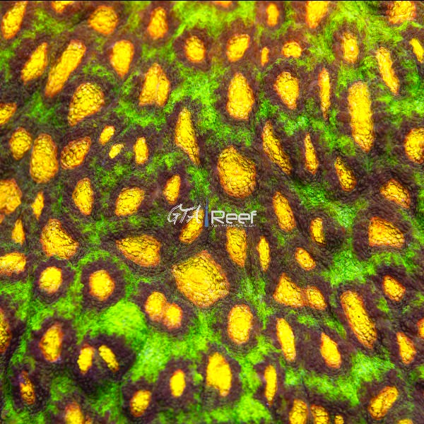 Raja Rampage Chalice coral with vibrant colors – GTA Reef Canada