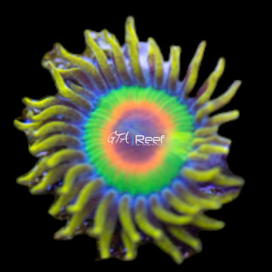 Rasta Zoanthids coral frag with red, green, and yellow polyps – live zoa from GTA Reef in Toronto
