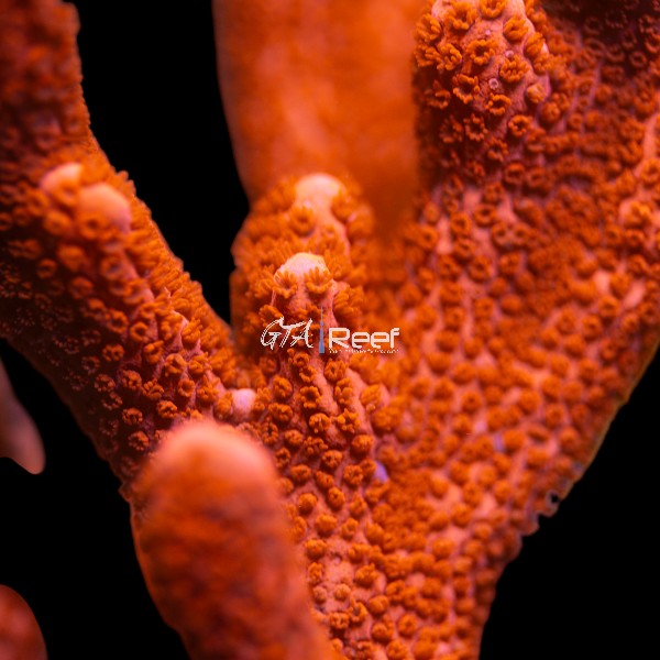 Red Montipora Digitata SPS coral frag – GTA Reef Canada