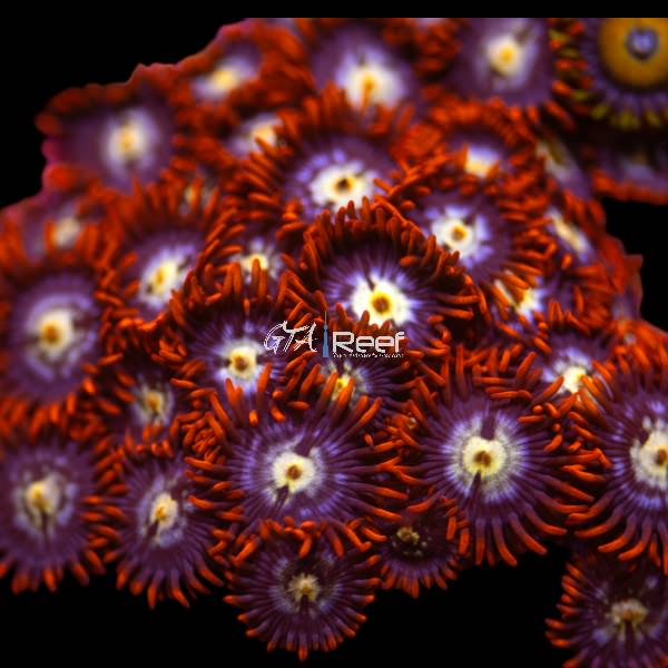 Close-up of Ring of Fire Zoanthids coral frag glowing under blue LED lighting in reef tank