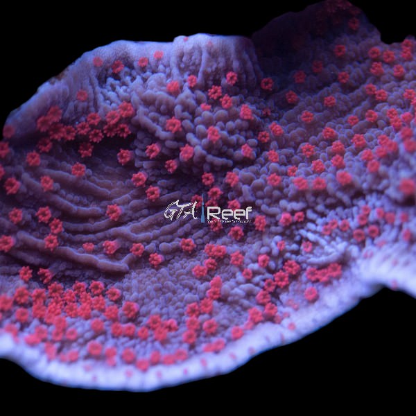 RR Red Roses Montipora Capricornis coral frag with deep red plating structure – available at GTA Reef Toronto