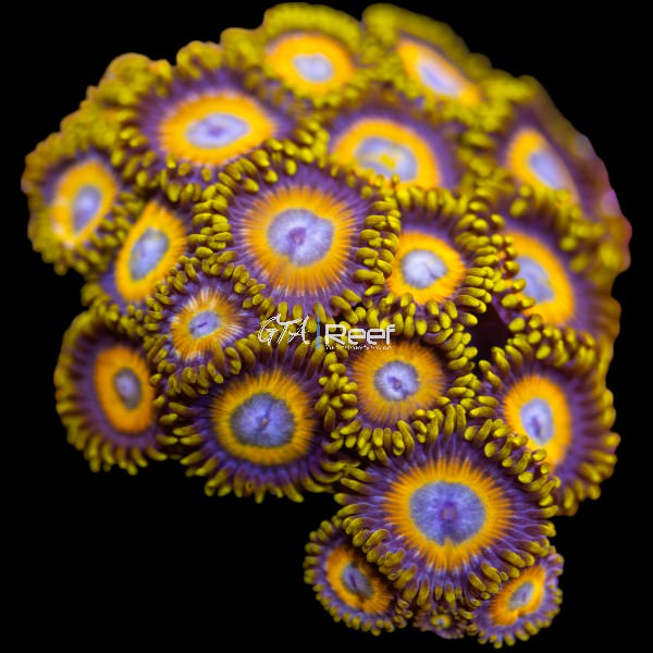 Scrambled Eggs Zoanthids with bright yellow centers and purple skirts under reef tank lighting